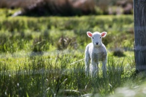 un agneau dans un pré lamb in a field